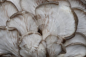 The background consists of oyster mushrooms.