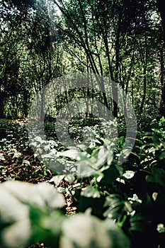 Background with copy space of the green forest in spain during a sunny day