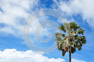 Background copyspace palm tree with beautiful blue sky