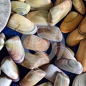 Coquina shells photo