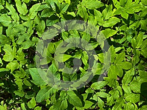 Background of the Corchorus shrub close-up. Sprouts of a young Jute bush