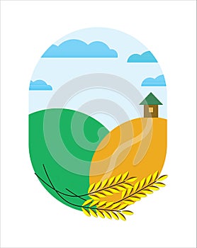 background corn field. agricultural work in field