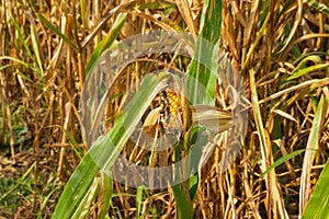 Background of corn leaf disease