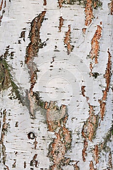 Background of the cortex tree birch wood