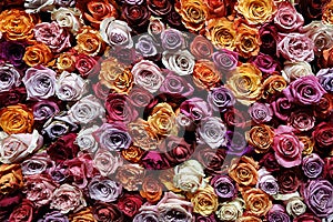 Background with countless colorful roses