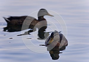 Background with a couple of mallards swimming