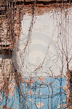 Background of cracked plaster covered old brick wall with dry ivy twigs, hard shadows in the sun, vertical rough abstract surface