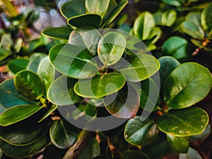 Background of Crassula Ovata green leaves