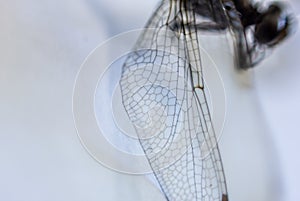 Background created with dragonfly detail, wings and its ramifications.