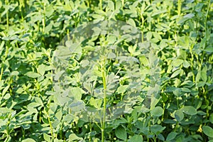 Background of a crops of young alfalfa closeup