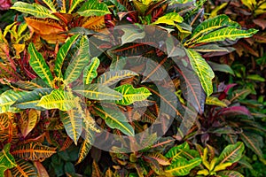 Background with croton leaves of different colors.