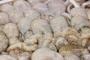 Background of ctopus in a market