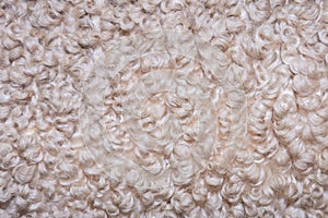 Background of curly merino wool