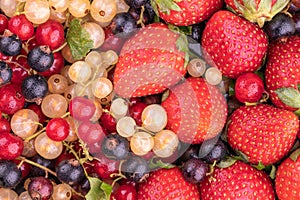 Ripe berries of white, red, black currant and red strawberry close-up