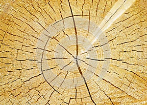 Background cut of tree trunk