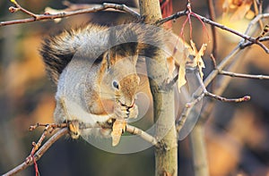 Background with cute fur beautiful animal red squirrel in autum