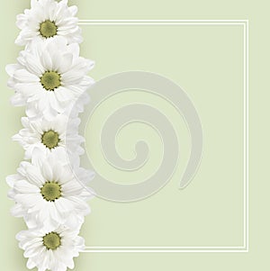 Background with daisy flowers line