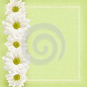 Background with daisy flowers line