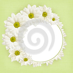 Background with daisy flowers