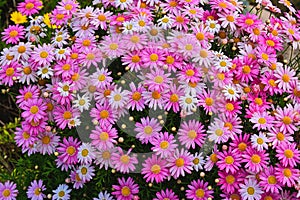 Background Daisy mix flowers pink