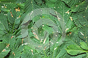 Background of damaged chestnut leaves by the moth Cameraria ohridella. Infection of trees in an urban environment. Foliage damage