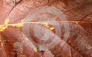 Dark brown and yellow color of dry leaf, Dry leaf of teak tree.