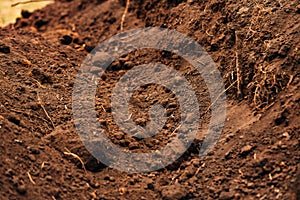 Background dark fertile soil with roots close up