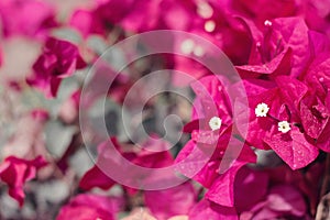 Background with dark red Bougainvillea flowers