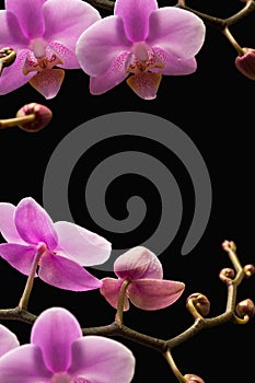 Background decoration with pink flowers on a black background