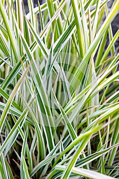 Background of decorative sedge. Striped green grass Variegated Sedge. Decorative long grass, evergreen sedge with white