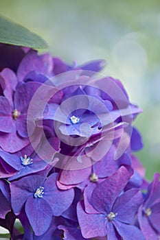Background of deep purple hydrangea flowers
