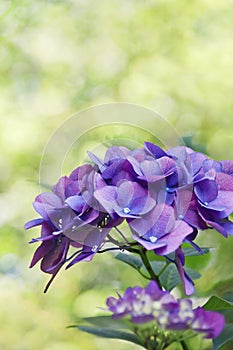 Background of deep purple hydrangea flowers with bright green background