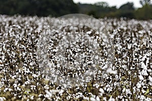 Background of defoliated cotton plants in field