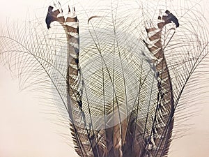 Background of delicate lyrebird feathers
