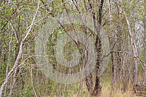 Background from dense branches. Beautiful landscape ,brushwood background. brushwood.