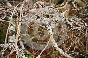 Background from dense branches. Beautiful landscape ,brushwood background. brushwood. undergrowth, underbrush, underwood