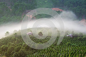 Background with dense fog and magic light at the sunrise. The coffee farm and small houses in brilliant sunshine part 12