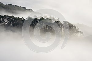 Background with dense fog and magic light at the sunrise. The coffee farm and small houses in brilliant sunshine part 2
