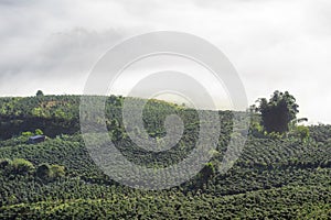 Background with dense fog and magic light at the sunrise. The coffee farm and small houses in brilliant sunshine part 21