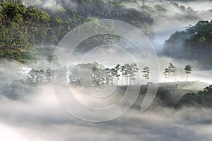 Background with dense fog and magic light at the sunrise. The coffee farm and small houses in brilliant sunshine part 5