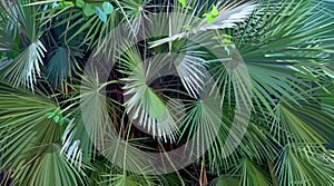 Background of dense green tropical vegetation with palm leaves