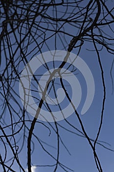 Background for design.Black tree branches close-up on a background of bright blue sky