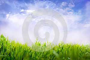 Background for design with bright green grass and blue sky with white clouds_