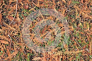 Background of design made by colorful pine leaves fallen in Autum - Powerscourt Estate, County Wicklow - Ireland nature tour