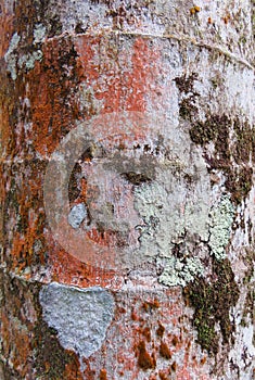 Background of detail of fungus on the bark of a tree. Texture of bark of wood covered with spots of lichen and moss. Tree bark