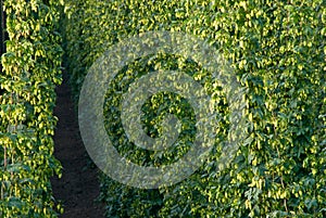 Background. Detail of hop field.