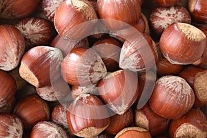 Background detail of a pile of hazelnuts in shell