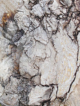 Background Detail of a weathered piece of wood