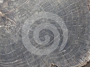Background Detail of a weathered tree stump photo