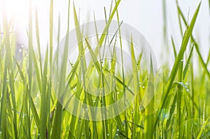 Background of dew drops on bright green grass